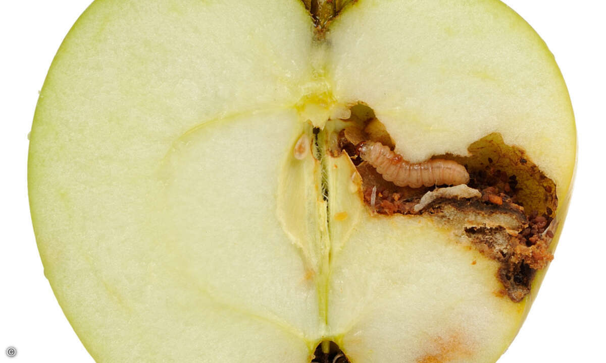 Alles Apple im iPhone? Nicht wirklich!