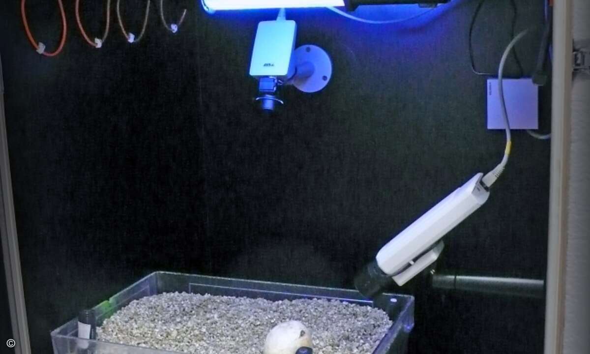 Im Internet können Fans den kleinen Eidechsen beim Schlüpfen zuschauen