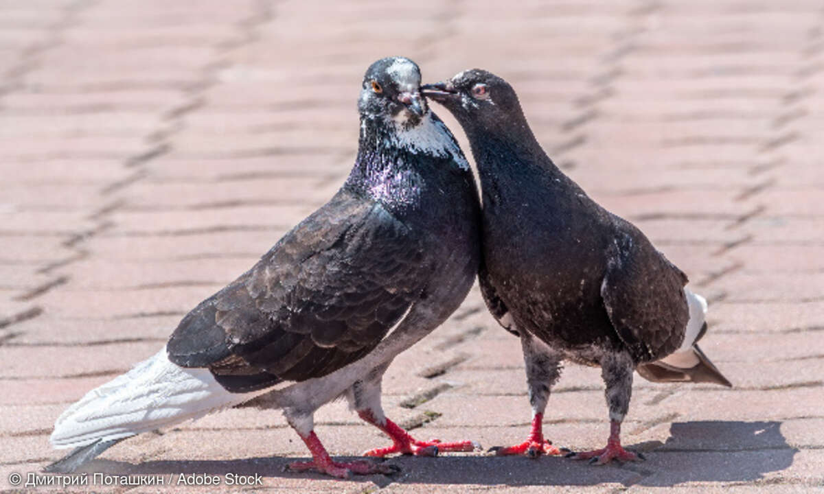 Turteltauben, Vögel, turteln, Paarung, Balz