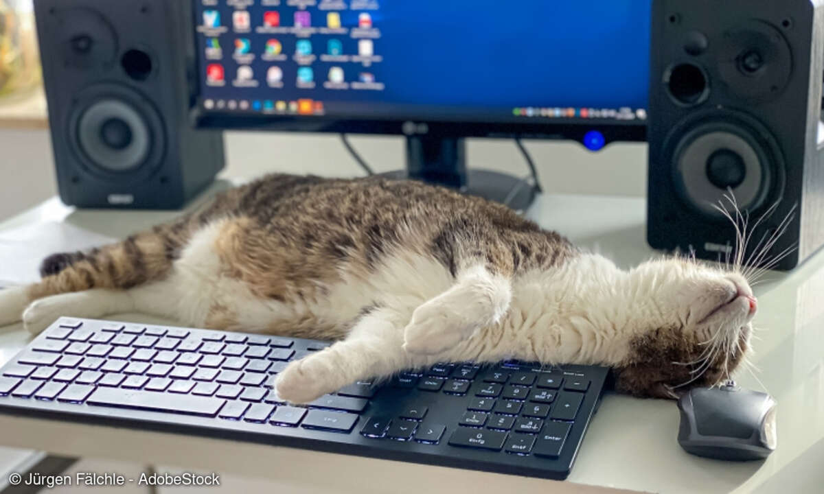 Heimarbeitsplatz mit entspannter Katze