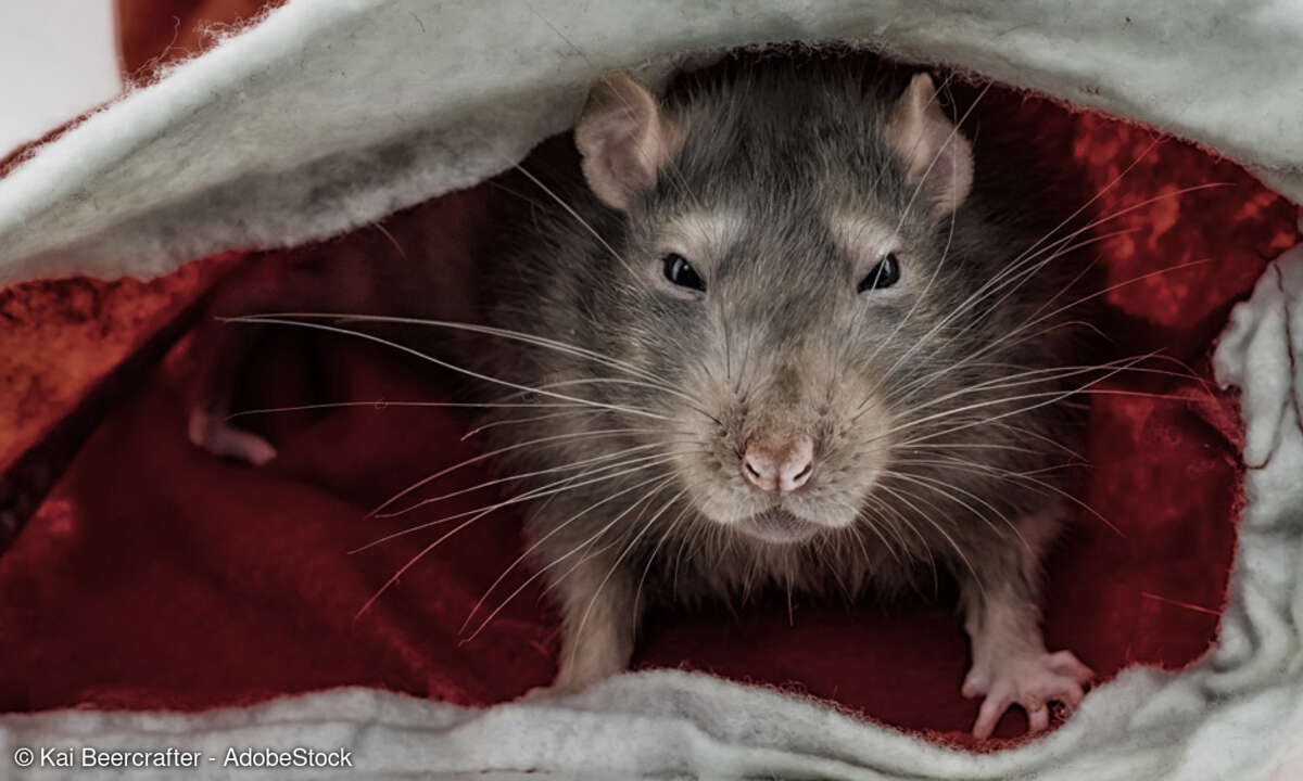 Ratte mal, wer sich hier versteckt