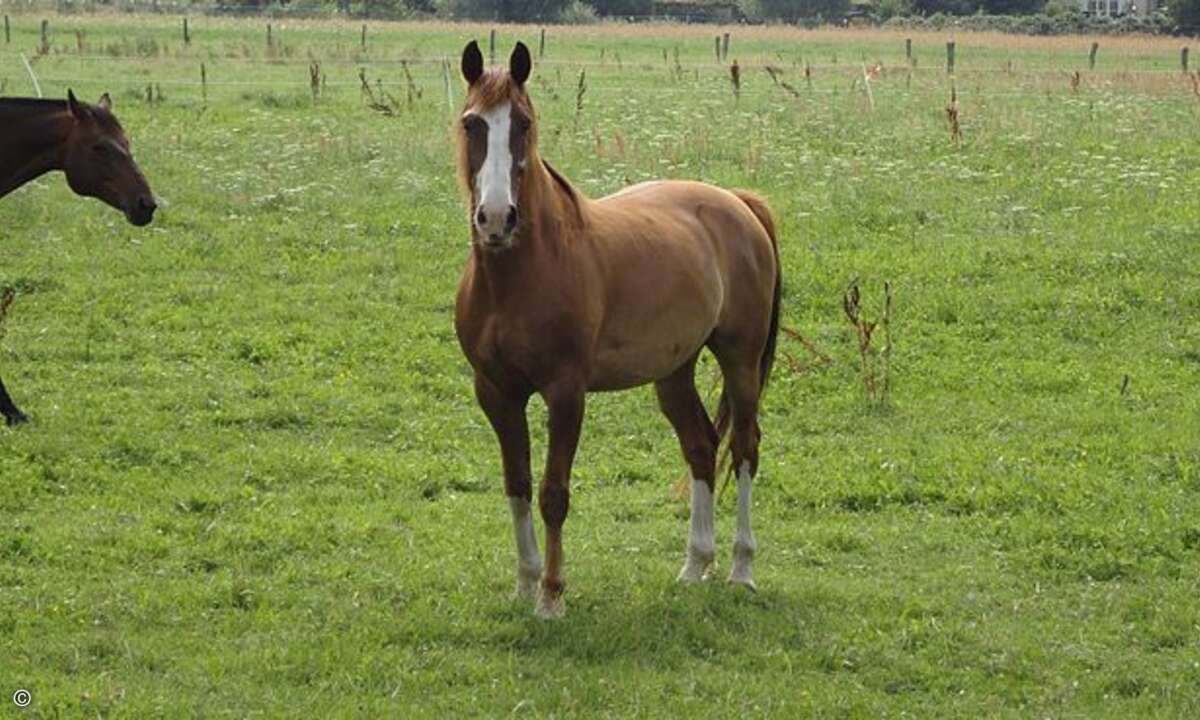130219Pferd
