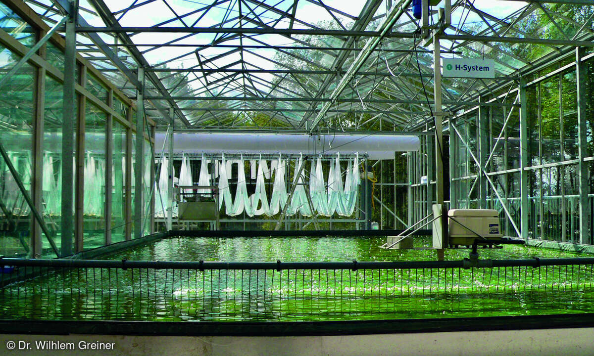 Algenfarm