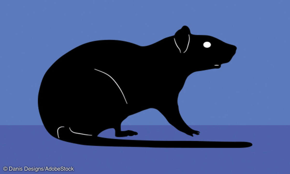 Ratte