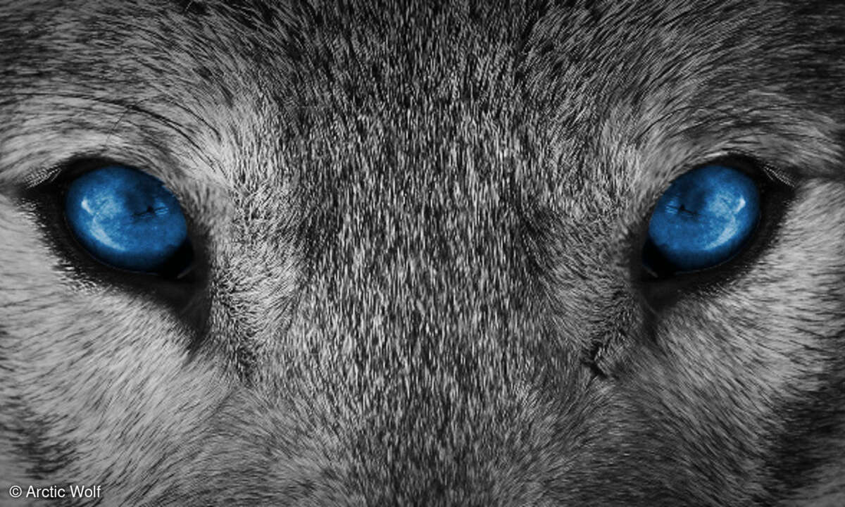 Arctic Wolf, Security-Anbieter