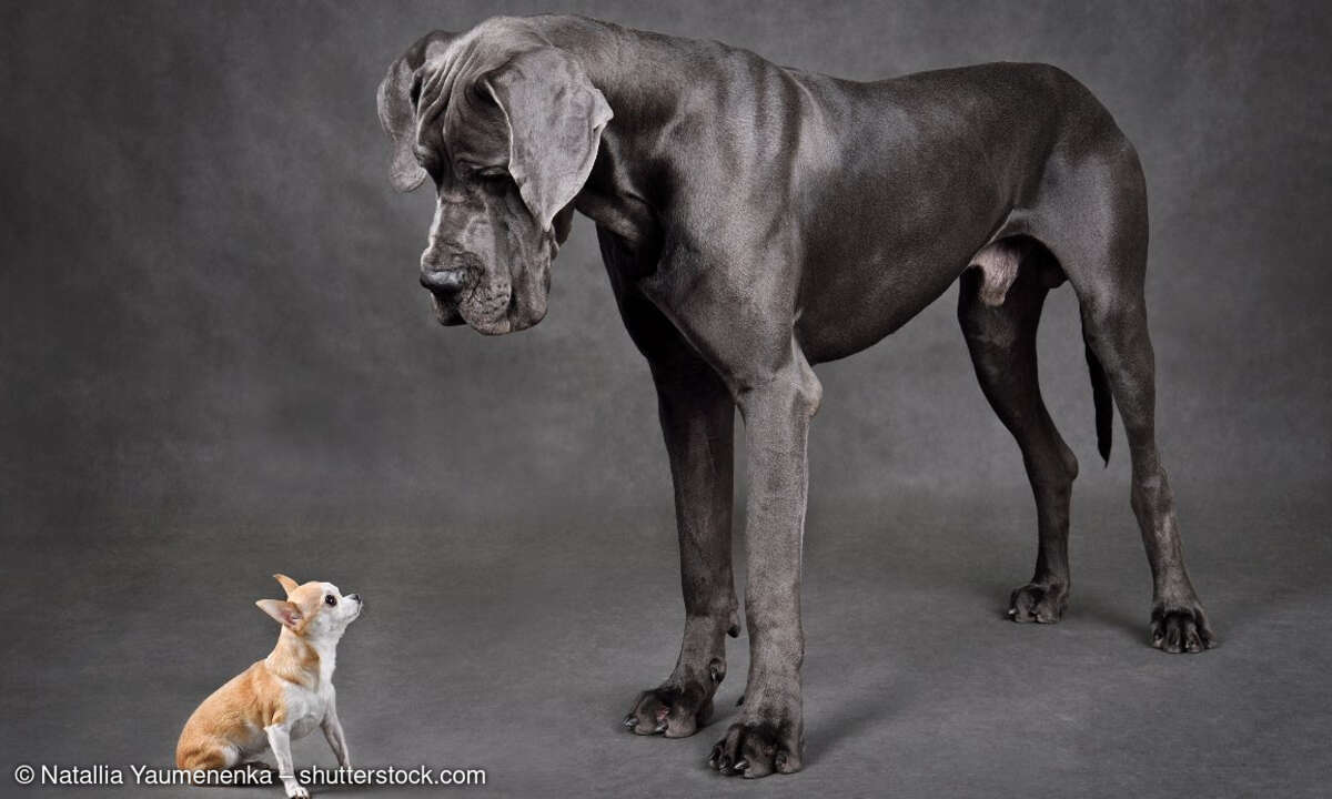 klein - große, Hunde